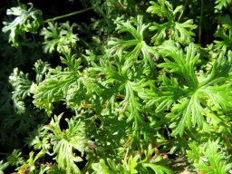 Geranium drakensbergensis