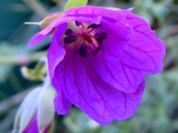 Geranium 