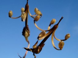 Geranium incanum, the risks in beauty