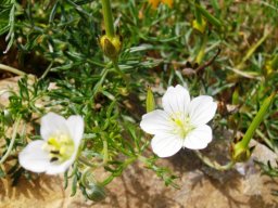 Geranium incanum, the white variety