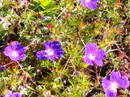 Geranium incanum var. multifidum
