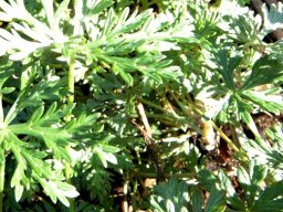 Geranium multisectum leaves