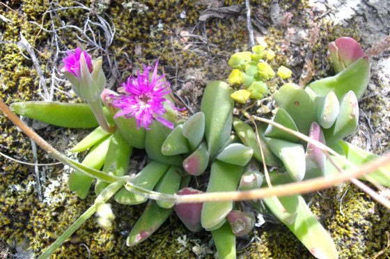 Gibbaeum angulipes