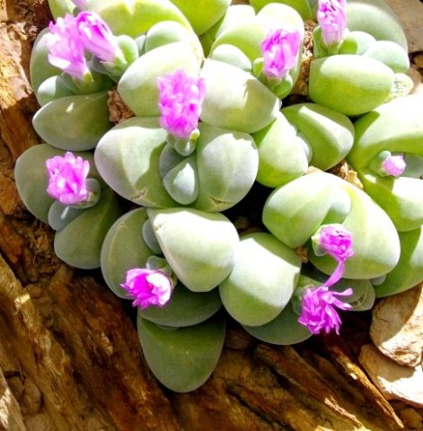Gibbaeum dispar flowering