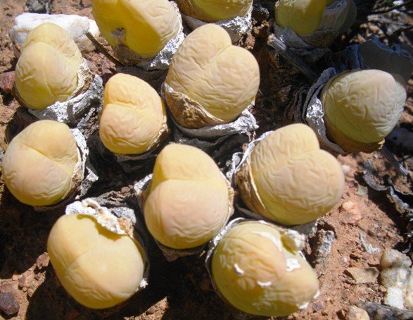 Gibbaeum or Argyroderma