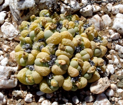 Gibbaeum heathii
