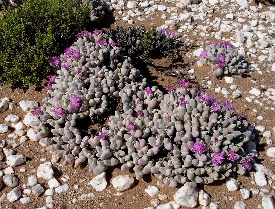 Gibbaeum pubescens testing limits