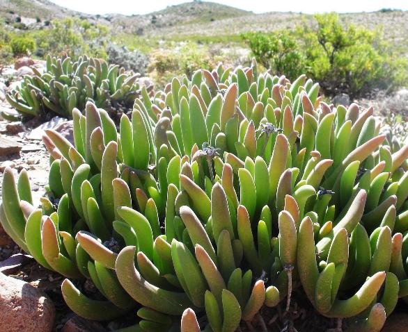 Gibbaeum pachypodium
