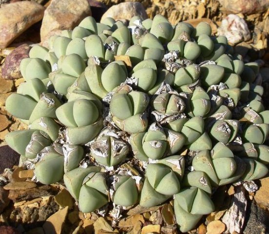 Gibbaeum petrense 