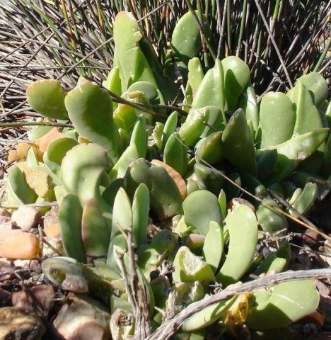 Gibbaeum velutinum 