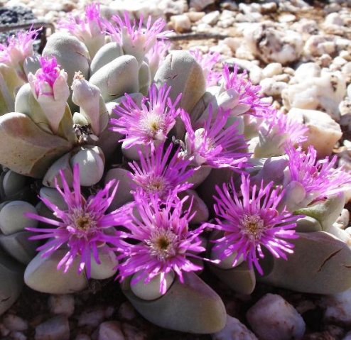 Gibbaeum pubescens
