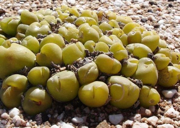 Gibbaeum nuciforme