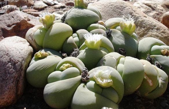 Gibbaeum heathii in winter