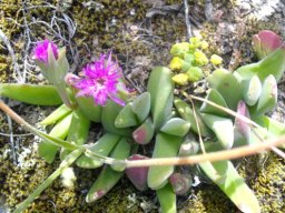 Gibbaeum