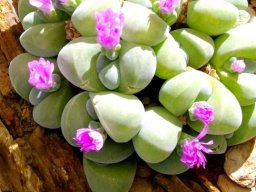 Gibbaeum dispar flowering