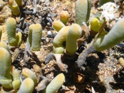 Gibbaeum geminum
