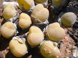Gibbaeum or Argyroderma