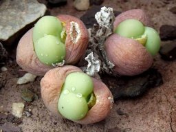 Gibbaeum heathii new leaves in old ones