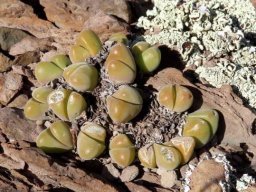 Gibbaeum nuciforme young leaves