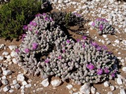 Gibbaeum pubescens testing limits