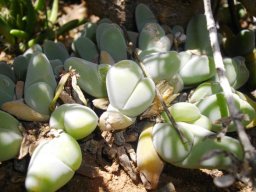 Gibbaeum pubescens leaves