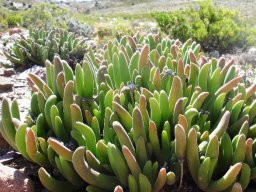 Gibbaeum pachypodium