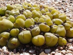 Gibbaeum nuciforme