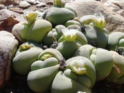 Gibbaeum heathii in winter