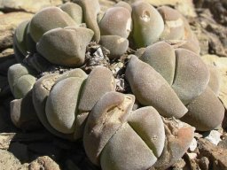 Gibbaeum dispar