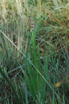 Gladiolus species with small flowers