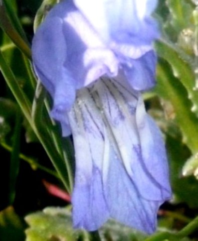 Gladiolus caeruleus, or is it? 
