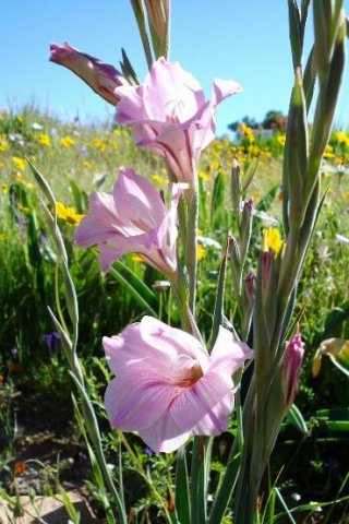 Gladiolus caryophyllaceus