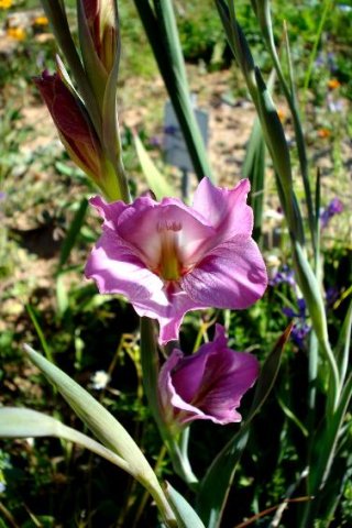 Gladiolus caryophyllaceus