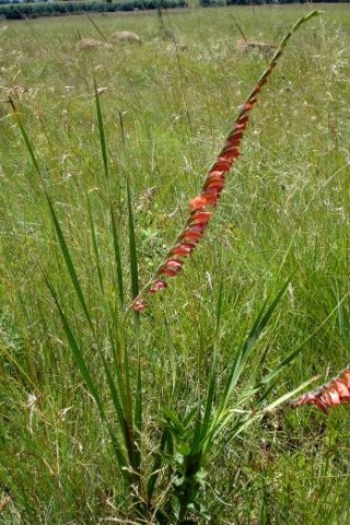 Gladiolus crassifolius leaves