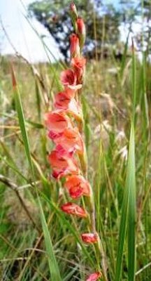 Gladiolus crassifolius