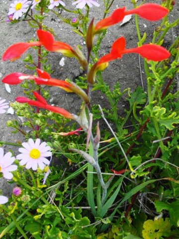 Gladiolus cunonius