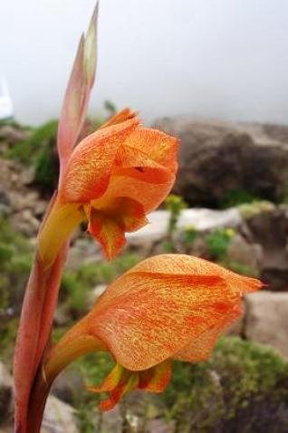 Gladiolus dalenii subsp. dalenii