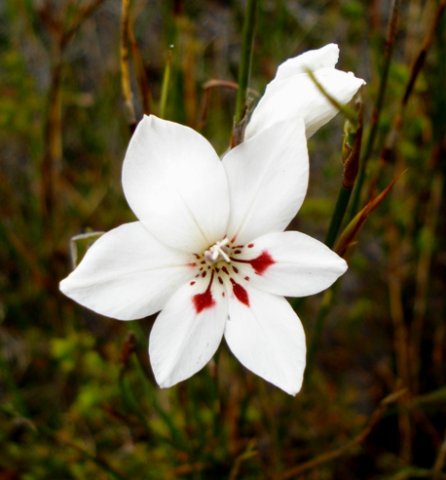 Gladiolus debilis