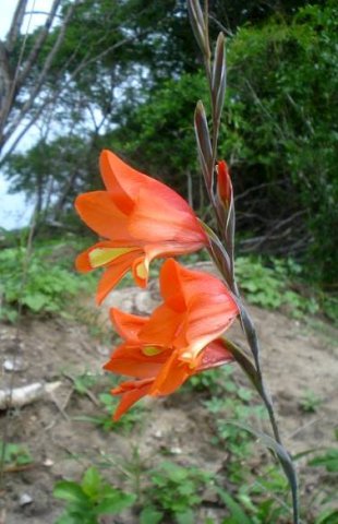 Gladiolus decoratus