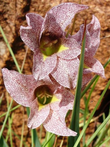 Gladiolus ecklonii longer tepals