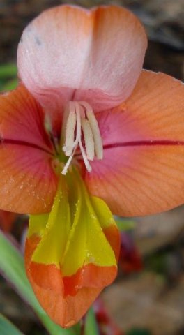 Gladiolus equitans big yellow parts on lower tepals