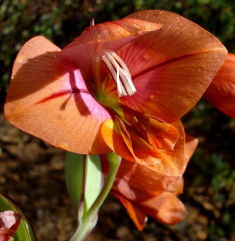 Gladiolus equitans flower