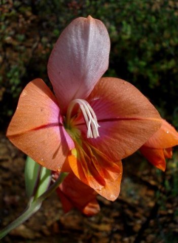 Gladiolus equitans flower, little yellow, much white