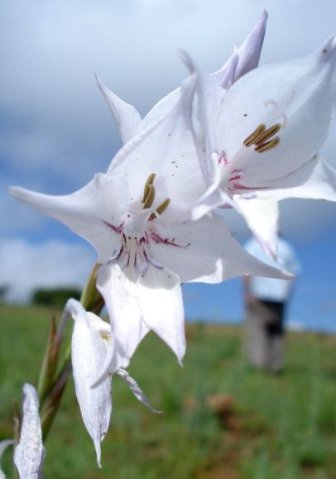 Gladiolus