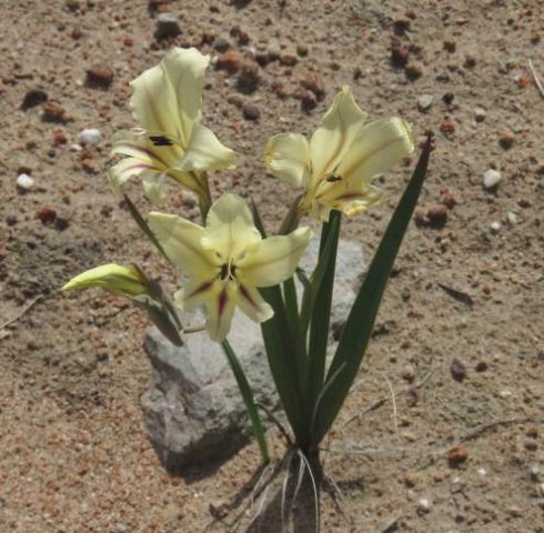 Gladiolus floribundus