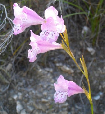 Gladiolus hirsutus