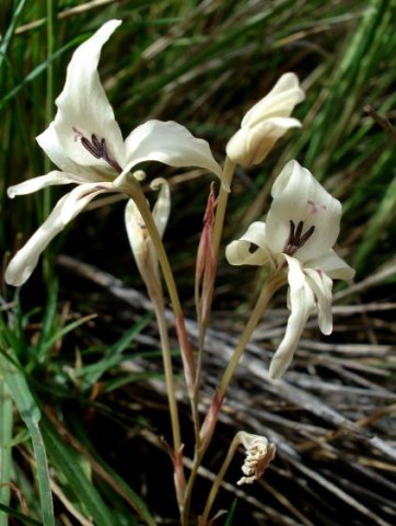 Gladiolus leptosiphon