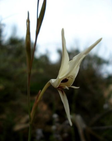 Gladiolus leptosiphon young flower