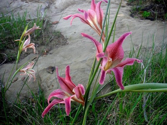 Gladiolus liliaceus colours
