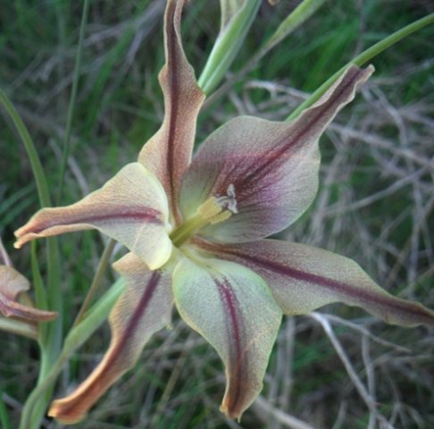 Gladiolus liliaceus flower